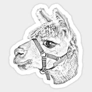 Line Drawing of Alpaca head Sticker